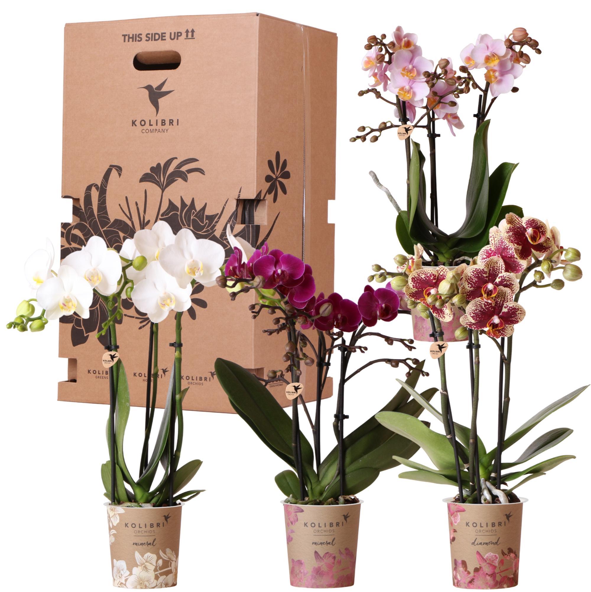Everspring Orchideeën 4 verschillende kleuren -ø9cm ↑↓f45 cm planten voordeel box - vers van de kweker - luchtzuiverend -
