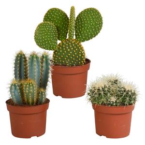 Cactus mix 10.5 cm cactus mix 10.5 cm - 3x - 12cm zonder pot