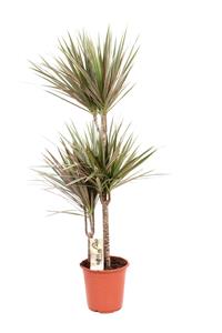 Everspring Dracaena bicolor - 120 cm hoog - 21 cm