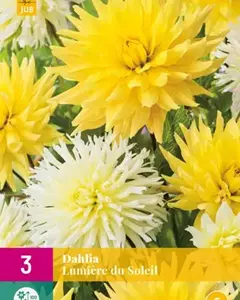 Jub Dahlia lumiere du soleil 3st