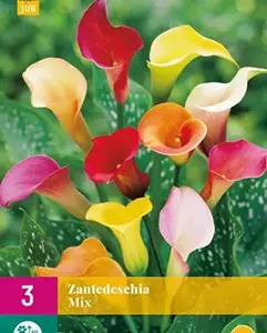 Jub Zantedeschia mix 3st