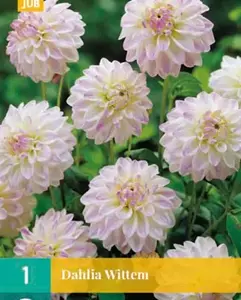 Jub Dahlia wittem 1st