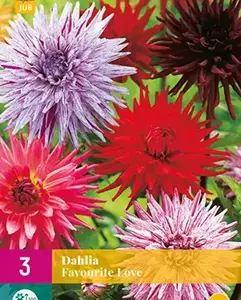 Jub Dahlia favourite love 3st