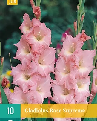 Jub Gladiolus rose supreme 10 stuks