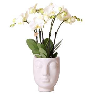 Everspring Kolibri orchids | witte phalaenopsis orchidee potmaat - jewel ghent - potmaat ø12cm | bloeiende kamerplant - vers van de kweker kolibri orchids | witte ph