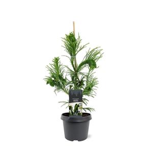 Tuinplant.nl Sikkelden