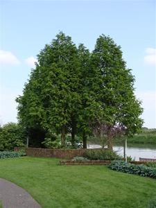 Tuinplant.nl moerascypres