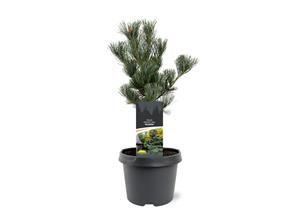 Tuinplant.nl pijnboom