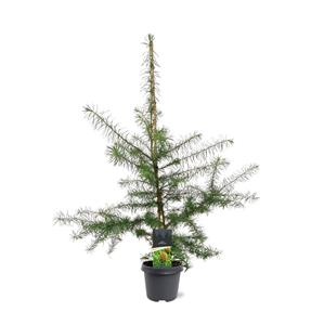 Tuinplant.nl Japanse larix