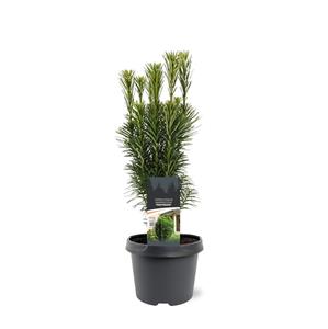 Cephalotaxus
