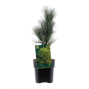Tuinplant.nl Alpen den