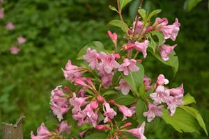 Tuinplant.nl Weigela op stam