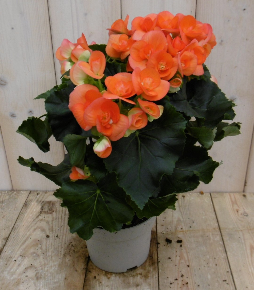 Warentuin Natuurlijk Kamerplant Begonia dubbelbloemig oranje - 