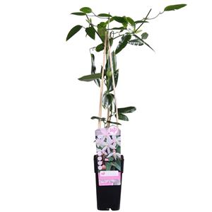 Everspring Clematis armandii 'apple blossom' - ↨65cm - ø15 clematis armandii 'apple blossom' - ↨65cm - ø15
