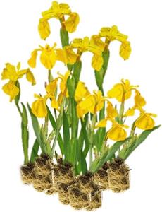 Moerings Iris pseudacorus - 