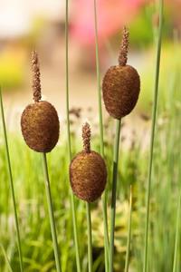 Moerings Dwerglisdodde Typha minima P18 - 