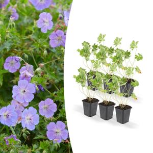 Everspring Geranium rozanne - ↑↓f25cm - ø9cm geranium rozanne - ↑↓f25cm - ø9cm - 6x