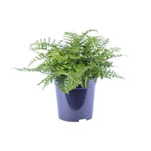 Everspring Asplenium parvati - ø21cm - ↑↓f40cm asplenium parvati - ø21cm - ↑↓f40cm