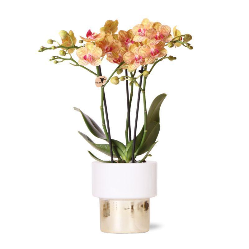 kolibriorchids Kolibri Orchids - orchidée phalaenopsis blanche - Jamaica + pot Lush - taille de pot 9cm - hauteur 40cm - plante d'intérieur fleurie