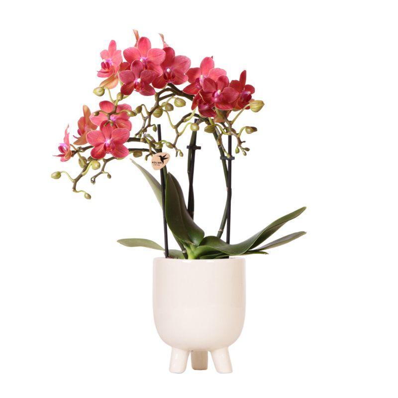 Kolibri Orchids - Orchidée Phalaenopsis rouge - Congo + pot en caoutchouc travertin - taille de pot 9cm - hauteur 40cm - plante d'intérieur fleurie