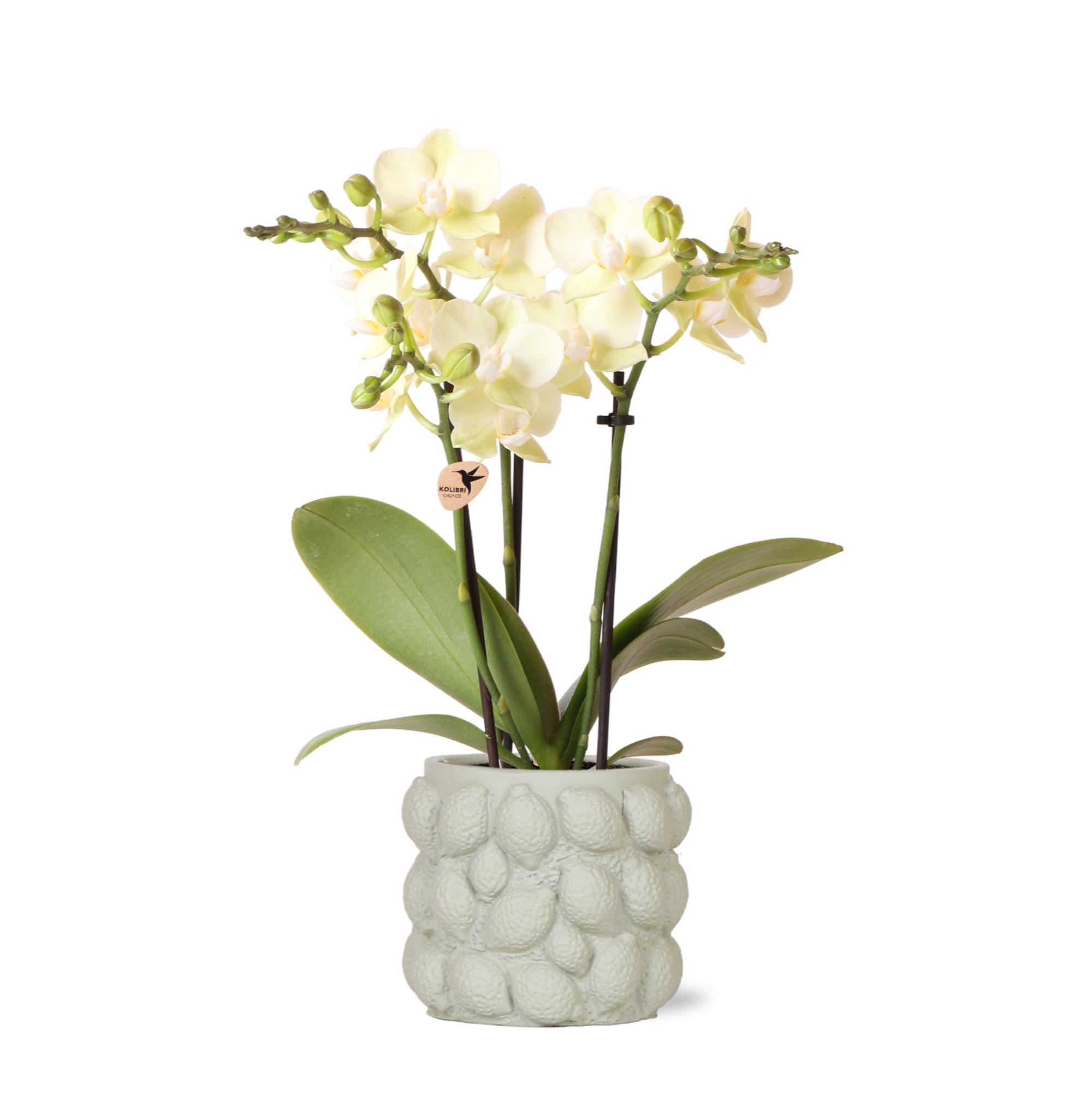 Kolibri Orchids - orchidée phalaenopsis jaune - Mexique + pot décoratif vert citrus - taille de pot 9cm - hauteur 40cm - plante d'intérieur fleurie