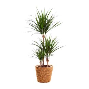 Everspring Dracaena marginata - ø21cm - ↑↓f95cm dracaena marginata - ø21cm - ↑↓f95cm