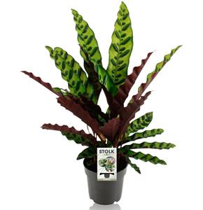 Everspring Calathea lancifolia insignis - ø14cm - ↑↓f45cm calathea lancifolia insignis - ø14cm - ↑↓f45cm