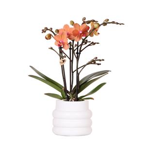 Everspring Kolibri orchids | oranje phalaenopsis orchidee - mineral bolzano - potmaat ø9cm | bloeiende kamerplant - vers van de kweker kolibri orchids | oranje phala