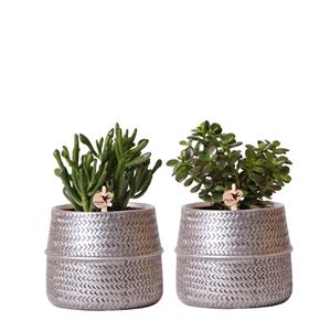 Everspring Kolibri greens | groene plant - succulent crassula hobbit -  groene kamerplant - vers van de kweker kolibri greens | succulenten set van 2 planten in zilveren groove sierpott