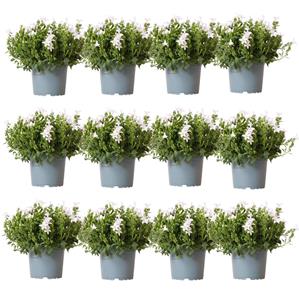 Everspring Campanula addenda - klokjesbloem purple potmaat 12cm - vaste plant - winterhard campanula addenda - klokjesbloem wit potmaat 12cm - 2m2 bodembedekker - 12 stuks - ambella white - tuinplanten - winterh