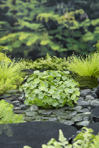 Moerings Waternavel / Hydrocotyle vulgaris