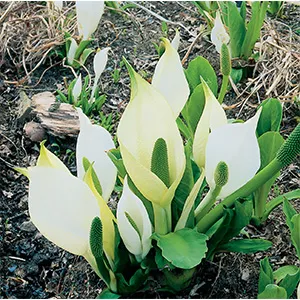 Moerings Witte moerasaronskelk klaar in vijvermand / Lysichiton camtschatcensis