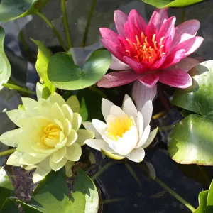 Moerings Waterlelie mix / Nymphaea 'M'd Wilfron Gonnere'