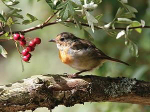 Roodborst bes 70x50cm Tuinschilderij - 