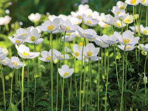 Anemonen veld 70x50cm Tuinschilderij - 
