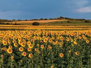 Customize-it Zonnebloemen veld 70x50cm Tuinschilderij - 