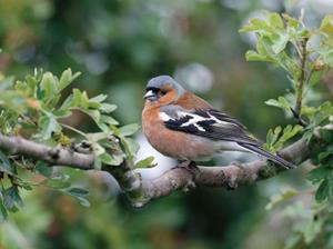 Customize-it Vink mannetje 70x50cm Tuinschilderij - 