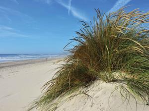 Customize-it Strand met grasduin 70x50cm Tuinschilderij - 