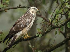 Customize-it Buizerd 70x50cm Tuinschilderij - 