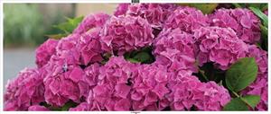 Customize-it Hortensia roze 130x50cm Tuinschilderij - 