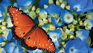 Customize-it Koningsvlinder 130x70cm Tuinschilderij - 