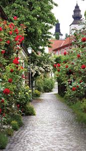 Customize-it Alley Roses 70x130cm Tuinschilderij - 