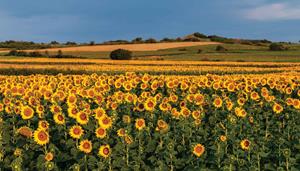 Customize-it Zonnebloemen veld 130x70cm Tuinschilderij - 