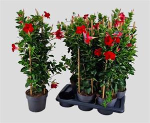 Sierplantenshop Mandevilla 'zomerville' piramide- ø17cm - ↑↓f50cm