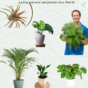 Sierplantenshop  luchtzuiverende -  - sierplanten - box martin - calathea - orbifolia - asplenium parvati  - dypsis palm - monstera - spathiphyllum - tillandsia air - naturel