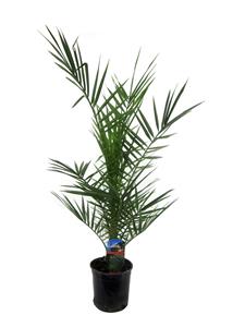 Everspring Phoenix canariensis - 90 cm - ø15cm phoenix canariensis - 90 cm - ø15cm
