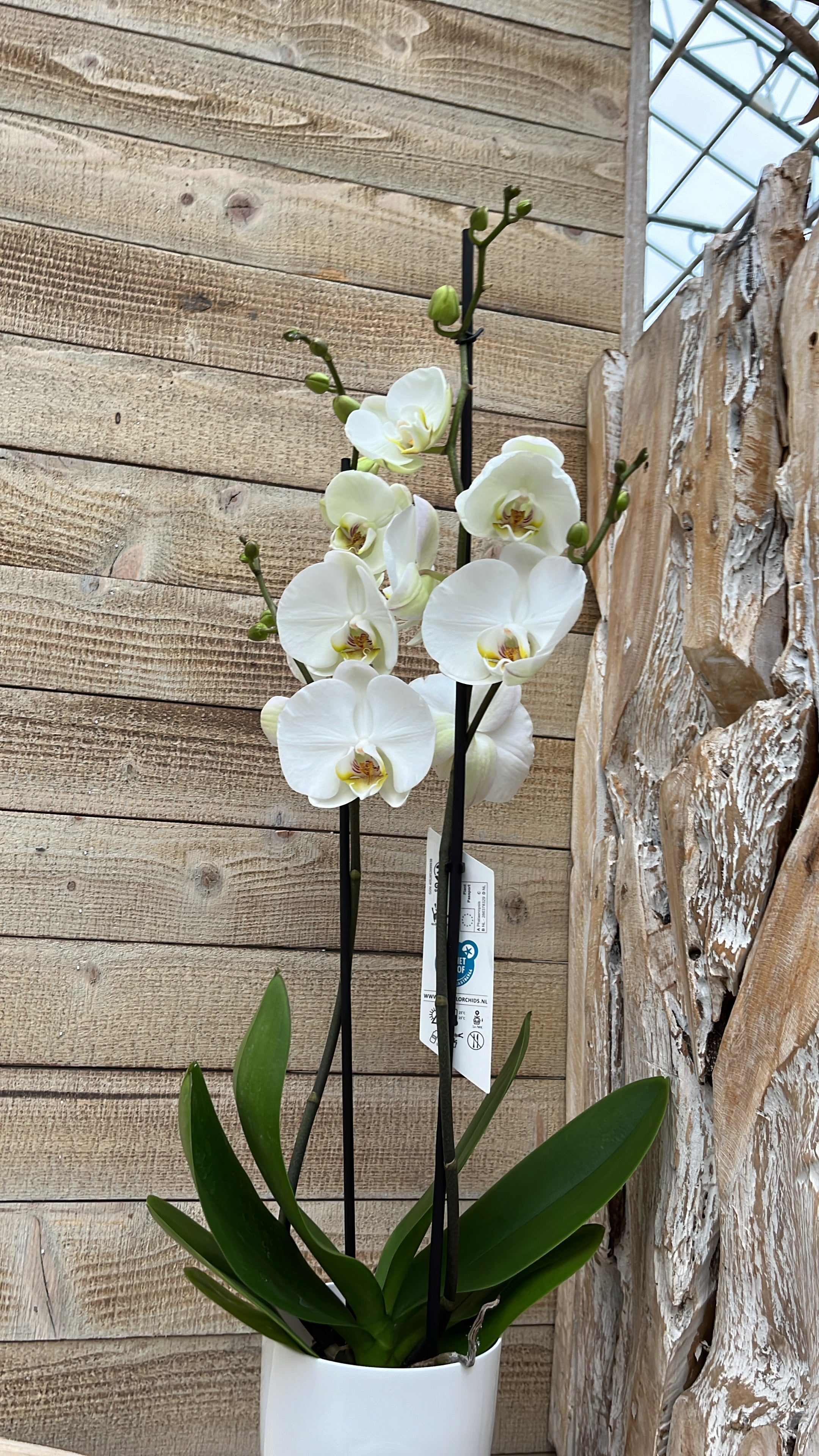 Sierplantenshop Chamaedorea - philodendron white wave - witte orchidee- ø12 ↑↓f40-60met bijpassende elegante witte sierpotten-luchtzuiverende sierplantenpakket 1 - vers van de kweker