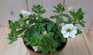 Warentuin Natuurlijk 3 stuks! Petunia Million Bells wit - 