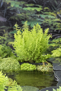 Moerings Moerasvaren / Thelypteris palustris