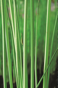 Moerings Bonte mattenbies / Scirpus lacustris Albescens
